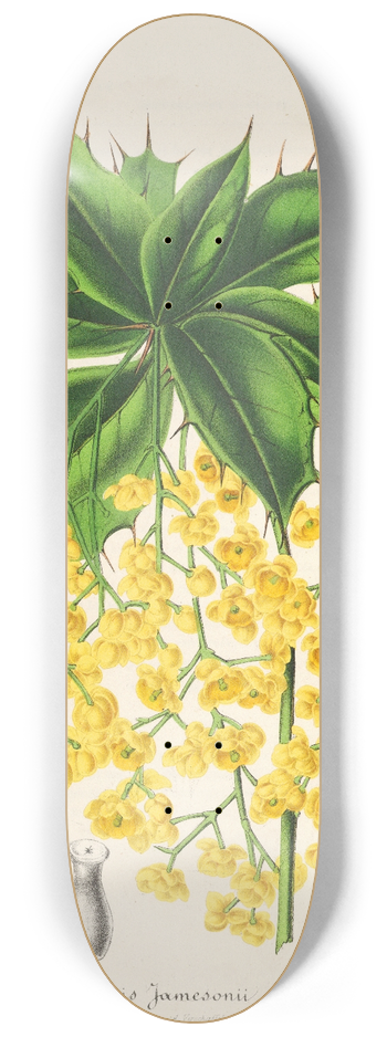 Charles Antoine Lemaire - Berberis Jamesonii 8.25 inch art skate deck
