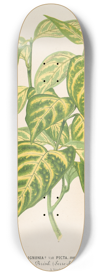 Charles Antoine Lemaire - Bignonia picta 8.25 inch art skate deck