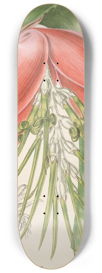 Charles Antoine Lemaire - Billbergia Baraquiniana 8.25 inch art skate deck