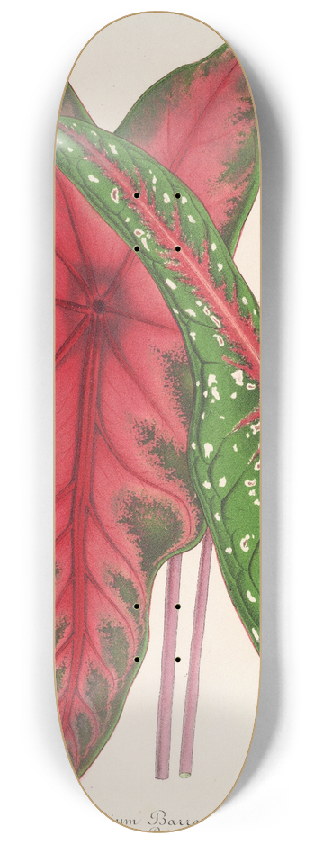 Charles Antoine Lemaire - Caladium Baraquinii, Troubetzkoy 8.25 inch art skate deck