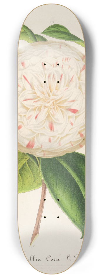 Charles Antoine Lemaire - Camellia Cora L. Barton 8.25 inch art skate deck