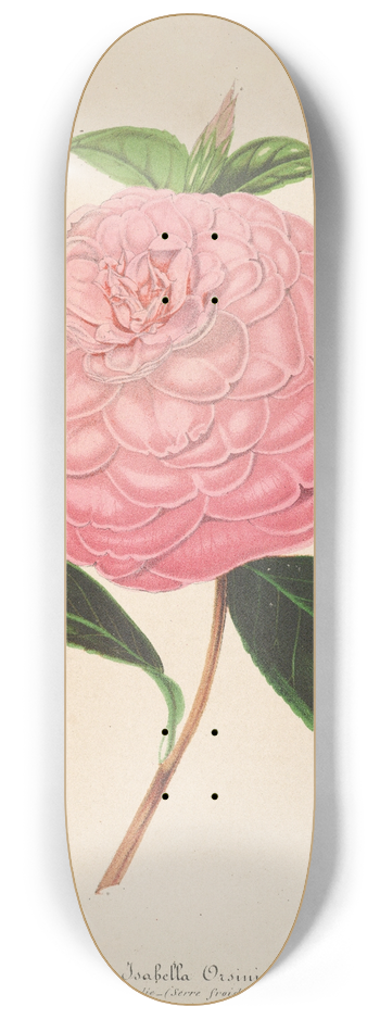 Charles Antoine Lemaire - Camellia Isabella Orsini (Franchetti) 8.25 inch art skate deck