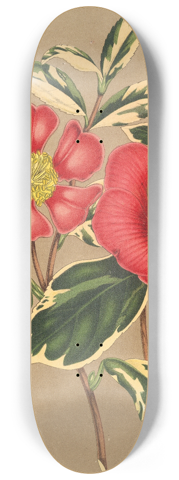 Charles Antoine Lemaire - Camellia japonica, sesanqua 8.25 inch art skate deck