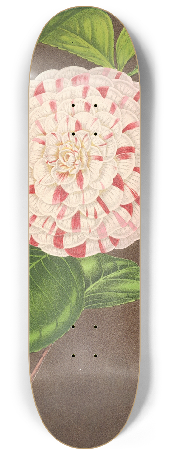 Charles Antoine Lemaire - Camellia Madame Verschaffelt 8.25 inch art skate deck