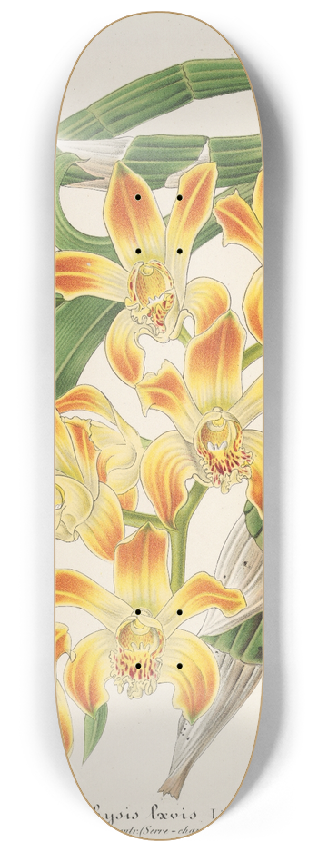 Charles Antoine Lemaire - Chysis lvis 8.25 inch art skate deck