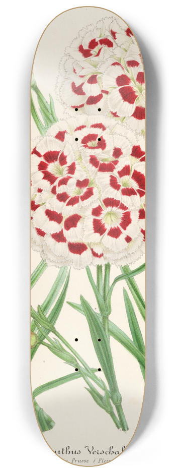 Charles Antoine Lemaire - Dianthus Verschaffeltii 8.25 inch art skate deck
