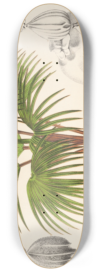 Charles Antoine Lemaire - Latania Verschaffeltii 8.25 inch art skate deck