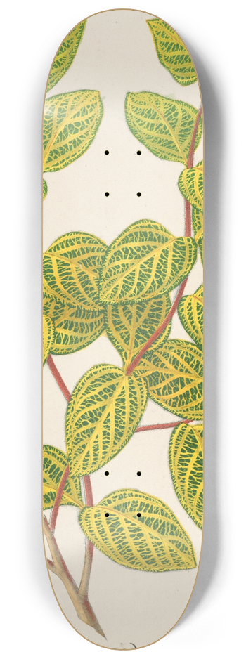 Charles Antoine Lemaire - Lonicera brachypoda, var. fol. aureo-variegatis 8.25 inch art skate deck