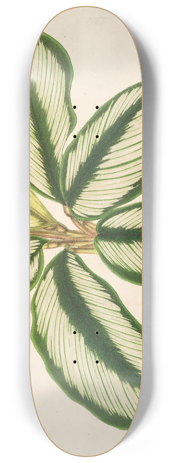 Charles Antoine Lemaire - Maranta Baraquinii 8.25 inch art skate deck