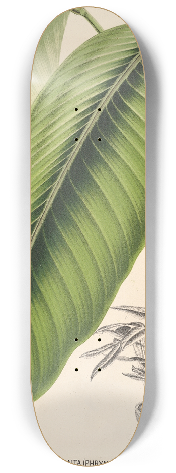 Charles Antoine Lemaire - Maranta smaragdina 8.25 inch art skate deck