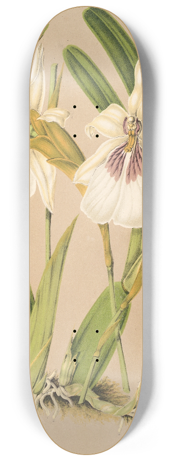 Charles Antoine Lemaire - Miltonia spectabilis, var. virginalis 8.25 inch art skate deck