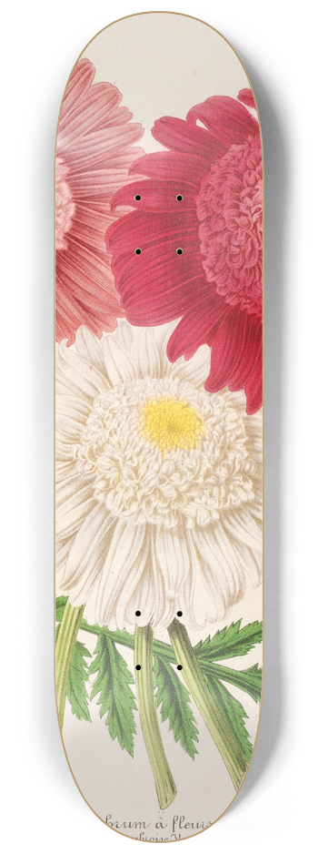 Charles Antoine Lemaire - Pyrethrum 8.25 inch art skate deck