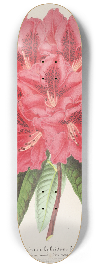 Charles Antoine Lemaire - Rhododendrum formosum 8.25 inch art skate deck