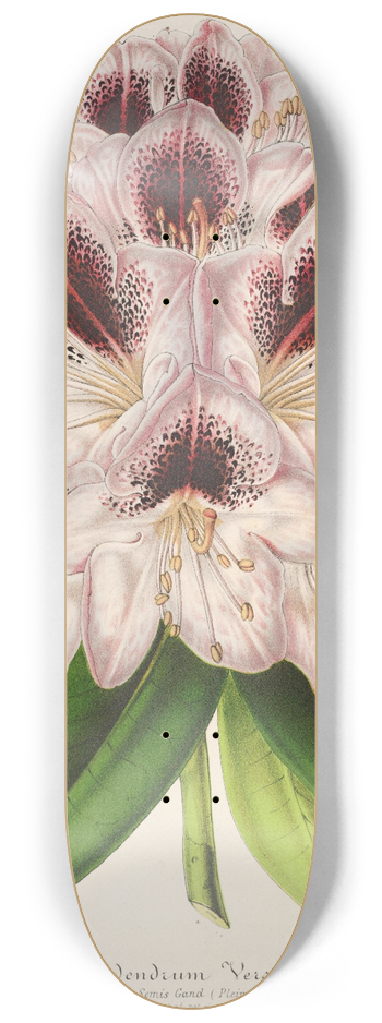 Charles Antoine Lemaire - Rhododendrum Verschaffeltii 8.25 inch art skate deck