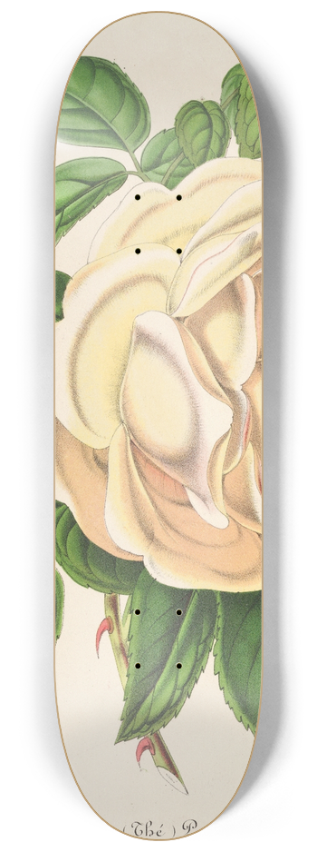 Charles Antoine Lemaire - Rose Prsident (Th) 8.25 inch art skate deck