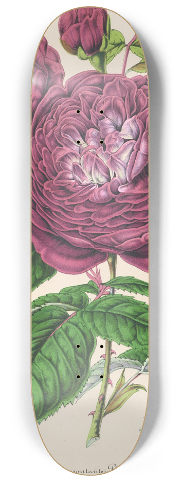 Charles Antoine Lemaire - Rose Reine des Violettes 8.25 inch art skate deck