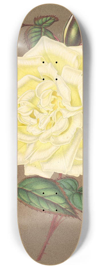 Charles Antoine Lemaire - Rose (Th) Isabelle Sprunt 8.25 inch art skate deck