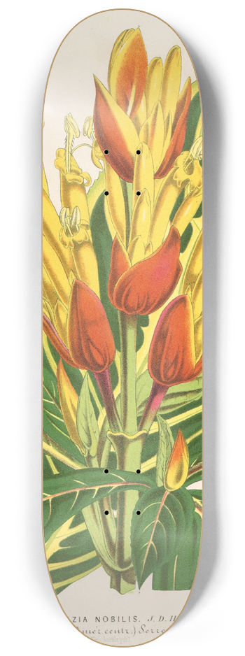 Charles Antoine Lemaire - Sanchezia nobilis 8.25 inch art skate deck