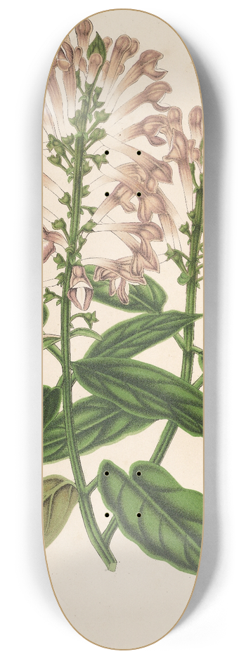 Charles Antoine Lemaire - Scutellaria albo-rosea 8.25 inch art skate deck