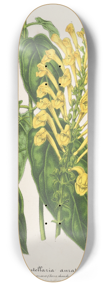 Charles Antoine Lemaire - Scutellaria aurata 8.25 inch art skate deck