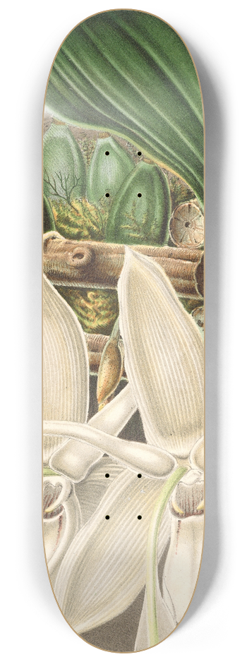 Charles Antoine Lemaire - Stanhopea eburnea, var. spectabilis 8.25 inch art skate deck