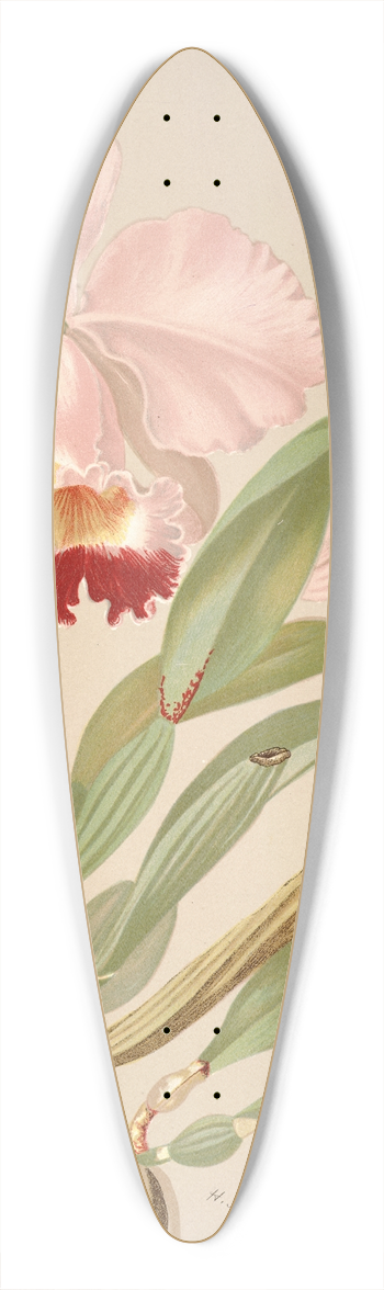 Harriet Stewart Miner - Cattleya Trianae 39.3 inch art pintail longboard deck