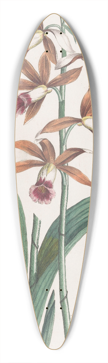 Hendrik Schwegman - Moerasorchidee 39.3 inch art pintail longboard deck