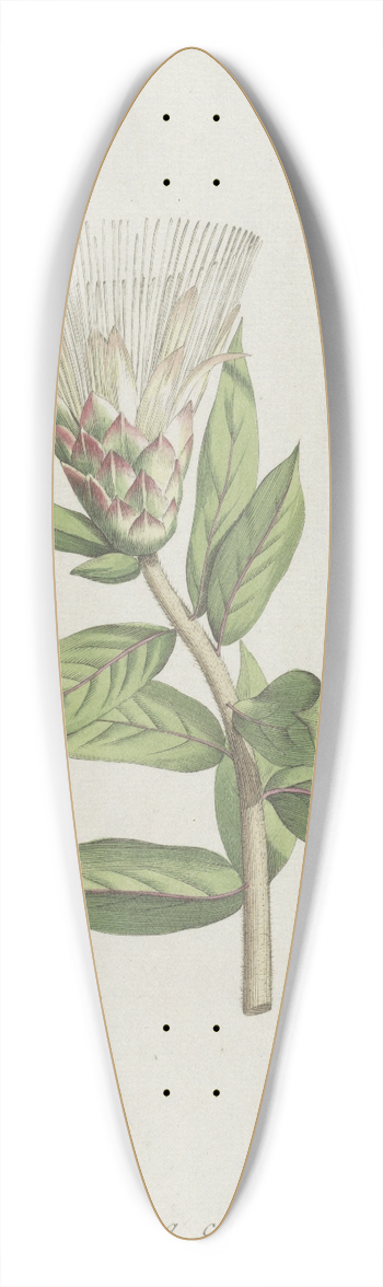 Hendrik Schwegman - Protea 39.3 inch art pintail longboard deck