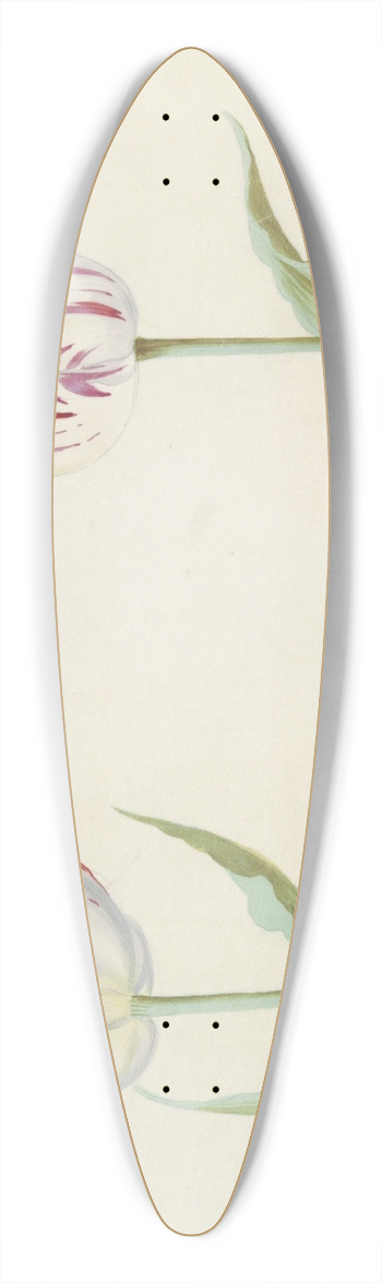 Jacob Marrel - Twee tulpen met vlinder 39.3 inch art pintail longboard deck