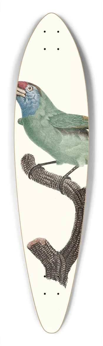 Jacques Barraband - Le Barbu  gorge bleu femelle. 39.3 inch art pintail longboard deck