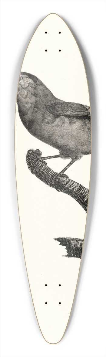 Jacques Barraband - Le Barbu  gorge bleu mle . 39.3 inch art pintail longboard deck