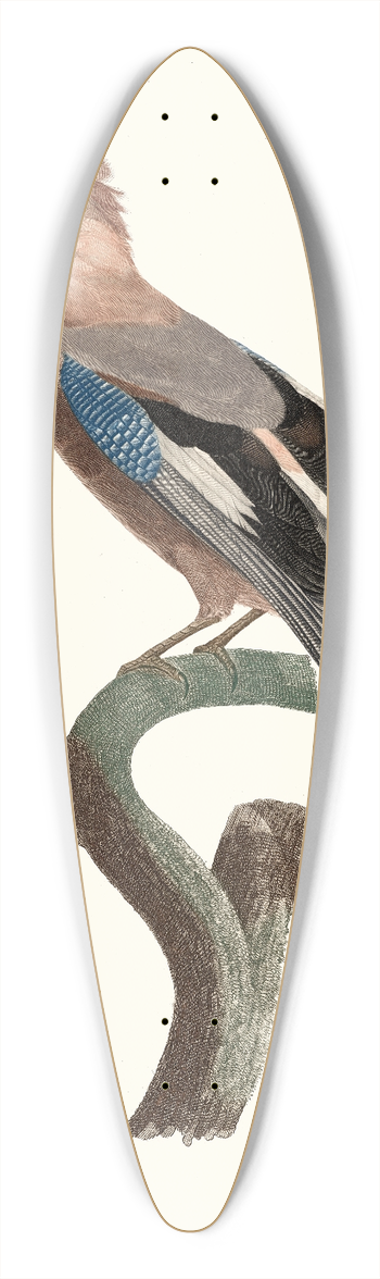 Jacques Barraband - Le Geai dEurope. 39.3 inch art pintail longboard deck