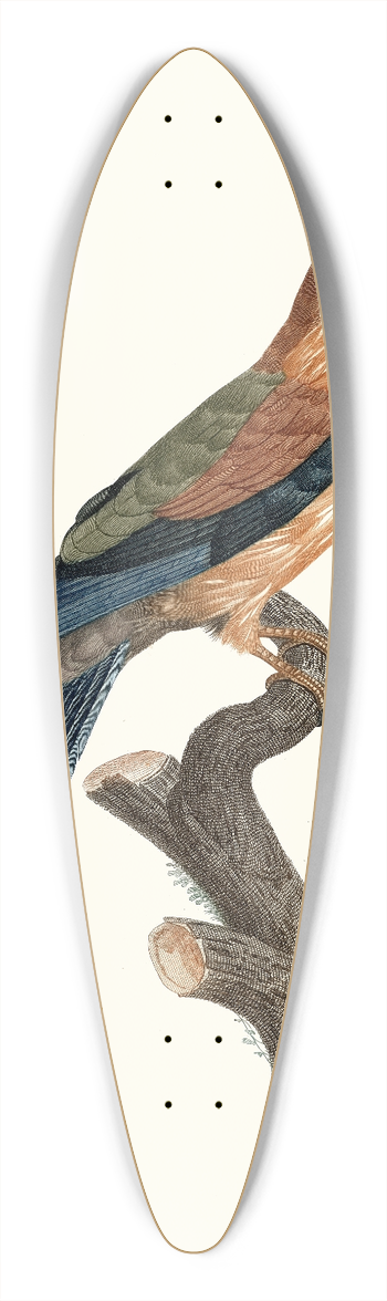 Jacques Barraband - Le Rollier, vari dAfrique, jeune ge. 39.3 inch art pintail longboard deck