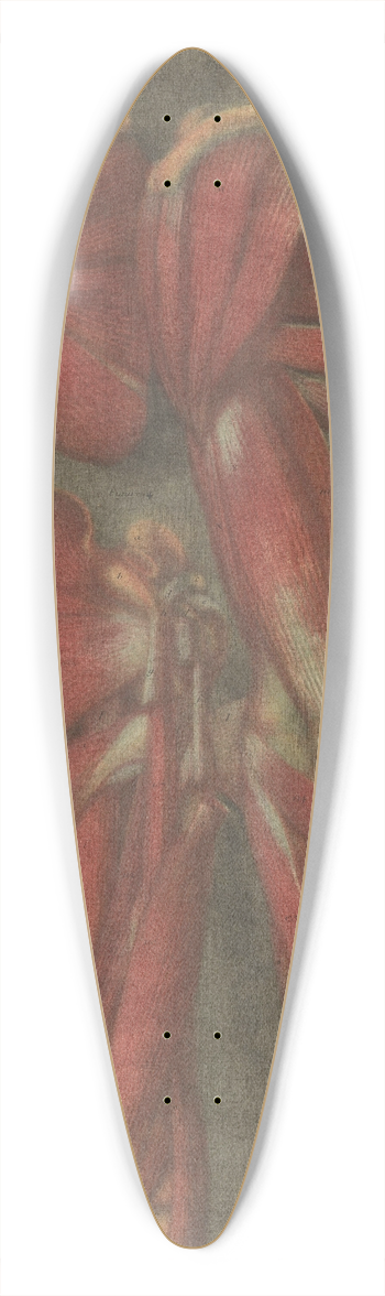 Jacques Fabien Gautier d'Agoty - Anatomical muscle models of the arm and shoulder 39.3 inch art pintail longboard deck