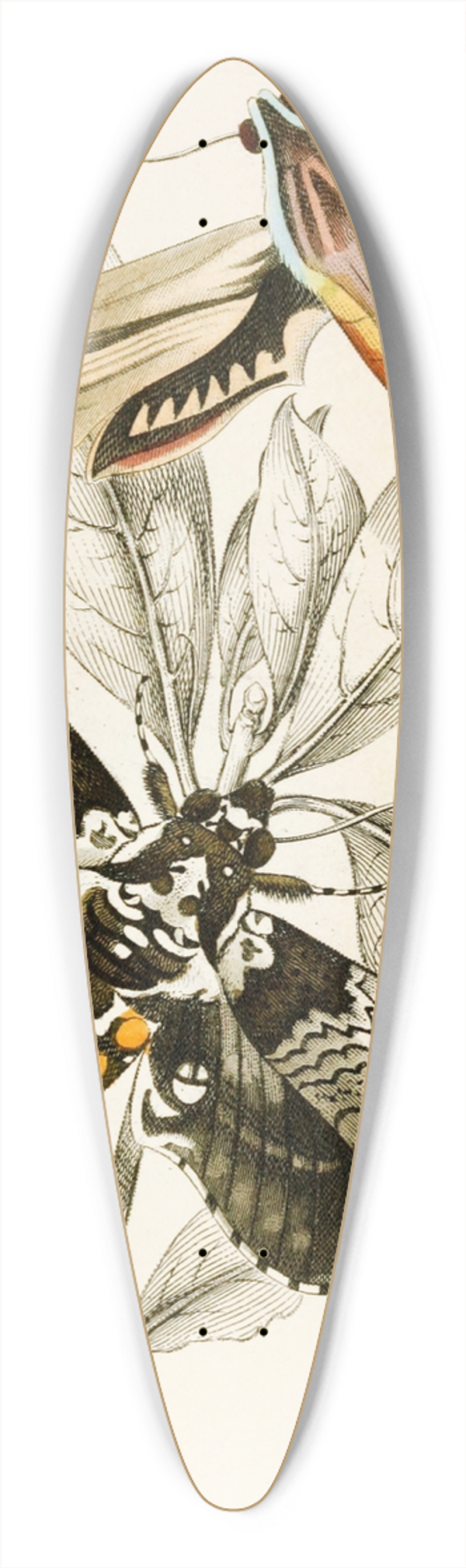 James Duncan - Metopsilus tersa, Sphinx Chionanthi 39.3 inch art pintail longboard deck