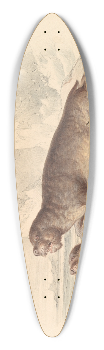 James Stewart - Female Elephant Seal 39.3 inch art pintail longboard deck