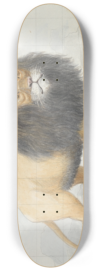 Charles Hamilton Smith - Cape Lion 8.25 inch art skate deck
