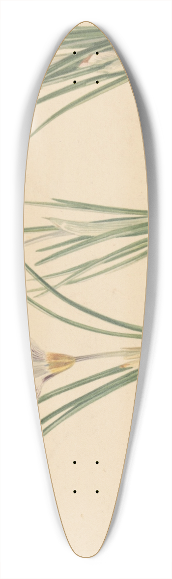 Jan Weissenbruch - Drie studies van krokussen 39.3 inch art pintail longboard deck