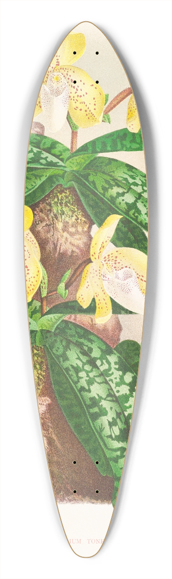 Jean Jules Linden - Cypripedium tonkinense 39.3 inch art pintail longboard deck