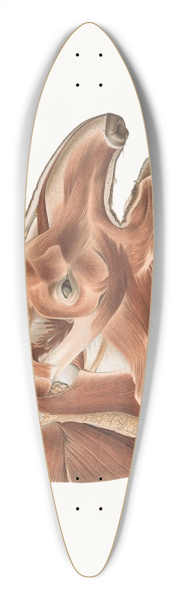 Johan Erik Vesti Boas - Superficial facial muscles of a Tapir 39.3 inch art pintail longboard deck