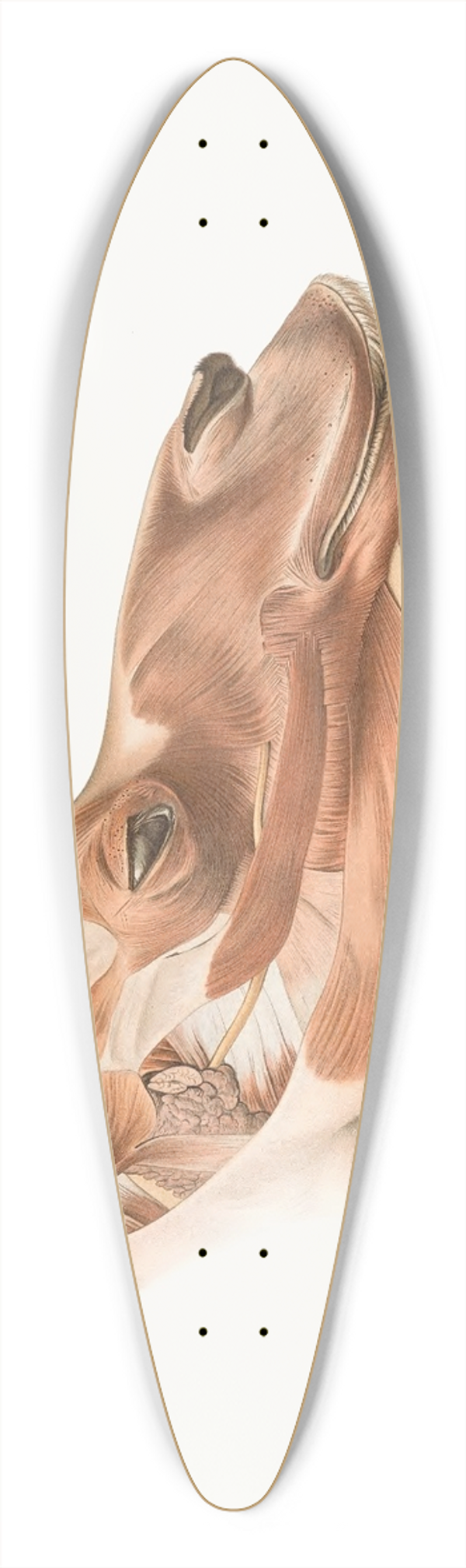 Johan Erik Vesti Boas - Superficial facial muscles of Dromedary 39.3 inch art pintail longboard deck