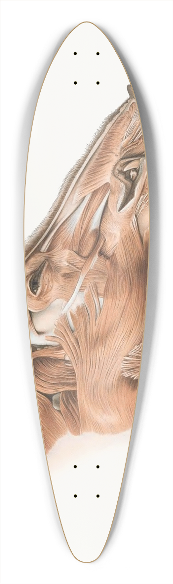 Johan Erik Vesti Boas - Superficial facial muscles of Wild Boar 39.3 inch art pintail longboard deck