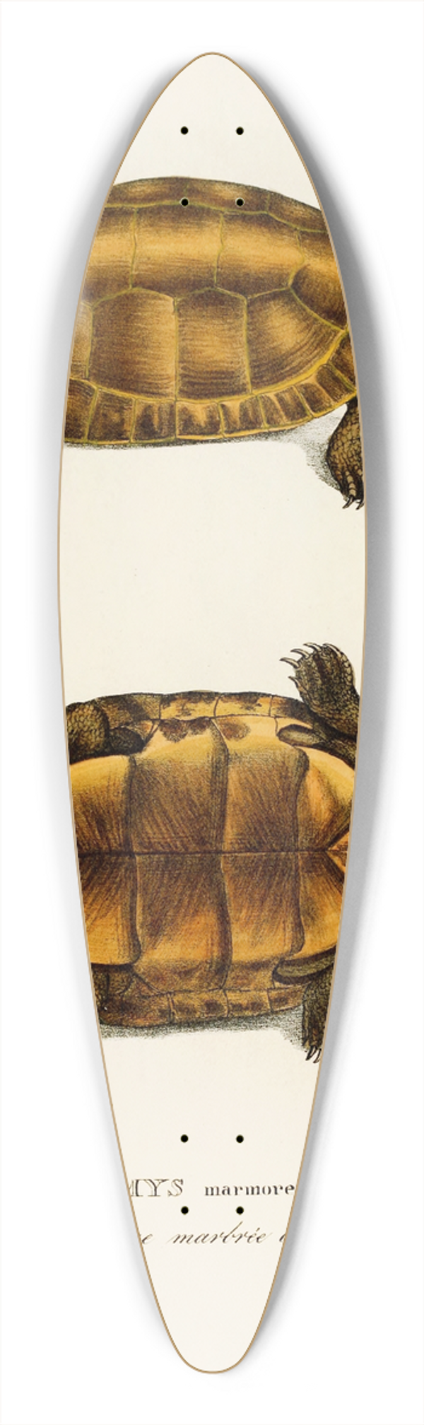 Johann Baptist von Spix - Emys Marmorea 39.3 inch art pintail longboard deck