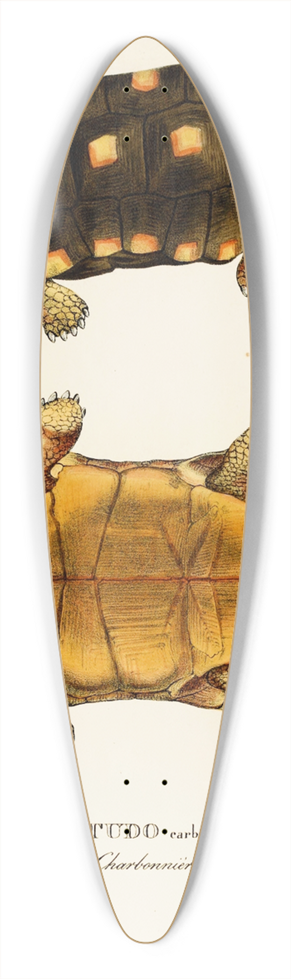 Johann Baptist von Spix - Testudo Carbonaria 39.3 inch art pintail longboard deck