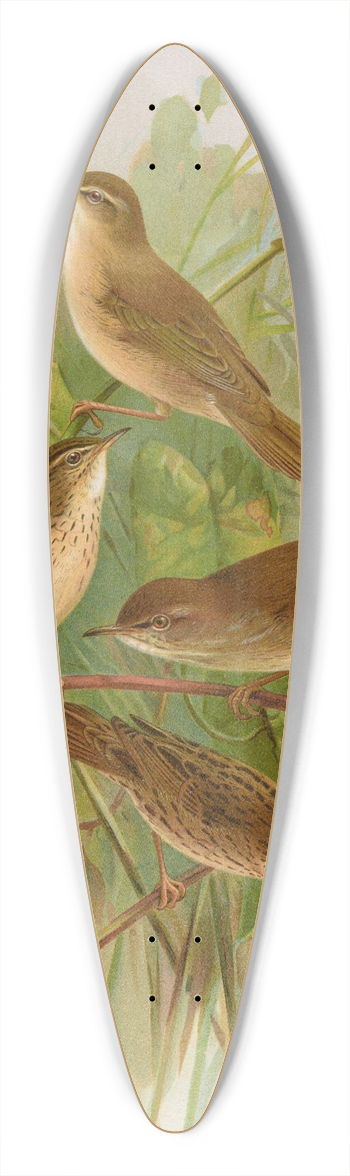 Johann Friedrich Naumann - Acrocephalus agricolus Jardon, Cettia cetti (Marm.), Locustella lanceolata (Temm.) 39.3 inch art pintail longboard deck
