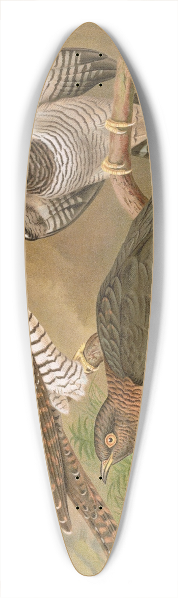 Johann Friedrich Naumann - Cuculus canorus L. 39.3 inch art pintail longboard deck