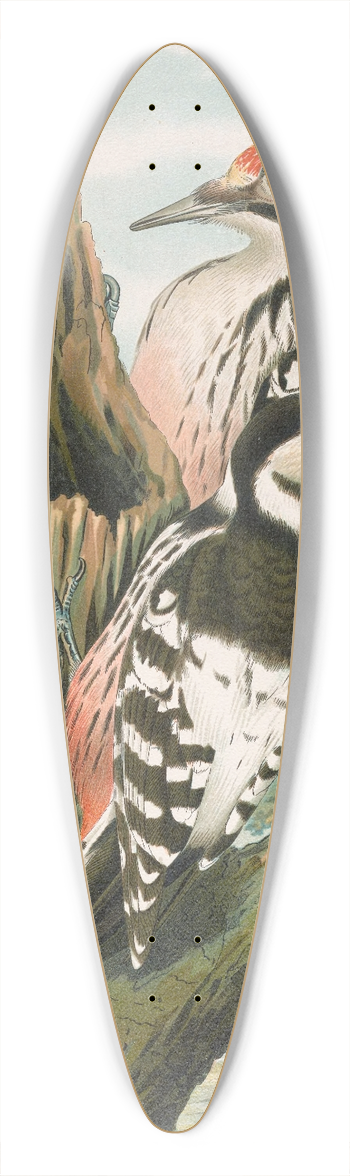 Johann Friedrich Naumann - Dendrocopus leuconotus 39.3 inch art pintail longboard deck