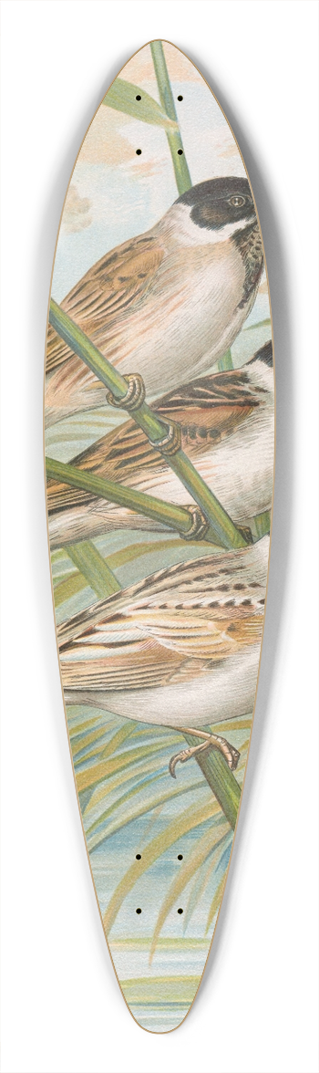 Johann Friedrich Naumann - Emberiza intermedia Michahelles, Emberiza palustris Savi, Emberiza pyrrhuloides Pall 39.3 inch art pintail longboard deck