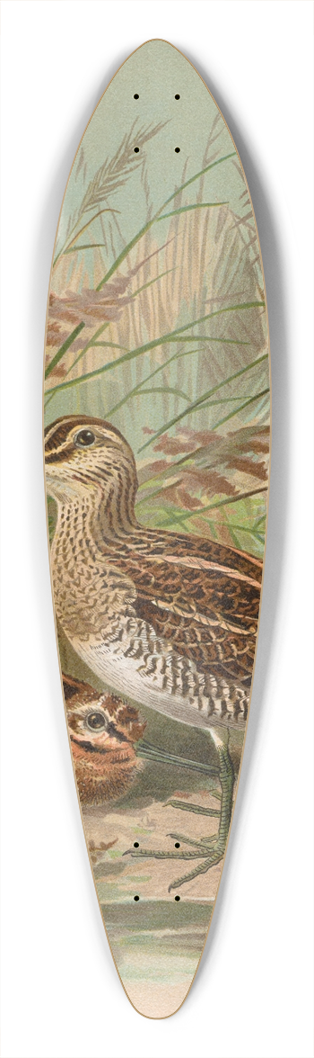 Johann Friedrich Naumann - Gallinago gallinago 39.3 inch art pintail longboard deck
