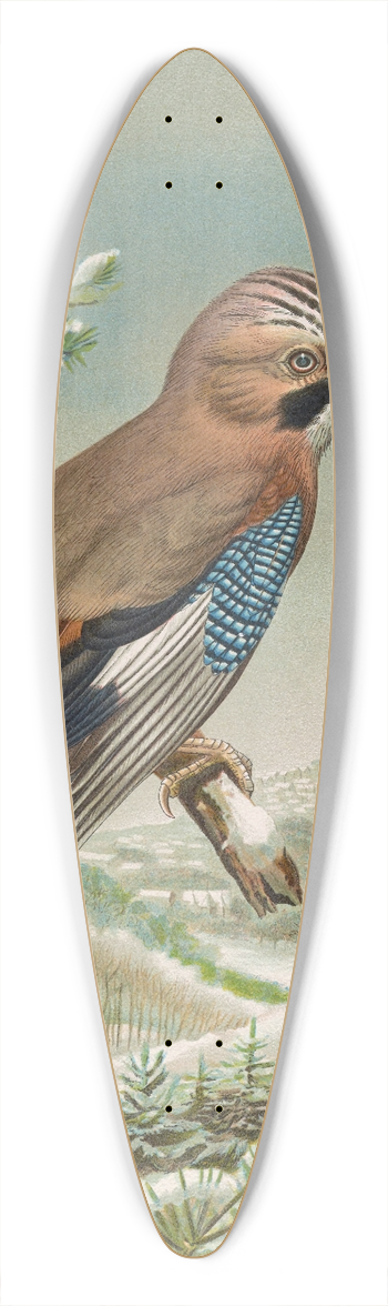 Johann Friedrich Naumann - Garrulus glandarius 39.3 inch art pintail longboard deck